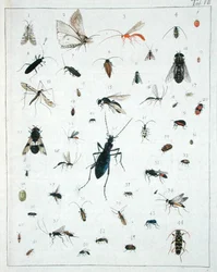 Olika insekter, tallrik VII från 