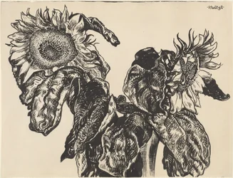Solrosor