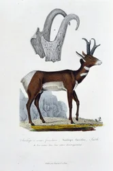 Naturhistorisk styrelse: Zoologisk styrelse som representerar den Spanked Antilope; Furcifer Antilope, Smith. a. Hornen i hela sin utveckling - i "" Complete Works of Buffon"" av naturforskaren Georges Louis Leclerc, greve av Buffon (1707 - 1788). Gravyr f