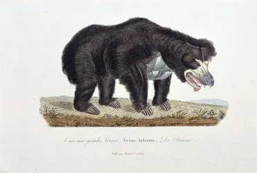 Naturhistorisk skylt: Zoologisk skylt som visar björnen med stora läppar, Ursus labiatus, De Blaini - i "" Completes of Buffon"" av naturforskaren Georges Louis Leclerc, greve av Buffon (1707 - 1788). Gravyr från 1837.