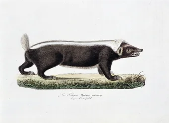 Naturhistorisk skylt: Zoologisk tavla som visar Le Telagon, Mydaus meliceps d