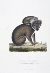 Naturhistorisk skylt: Zoologisk styrelse som representerar Koala (efter Griffith), Phascolarctos Fuscus - i "" Completes of Buffon"" av naturforskaren Georges Louis Leclerc, greve av Buffon (1707 - 1788). Gravyr från 1837.