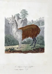 Naturhistorisk skylt: Zoologisk styrelse som representerar L
