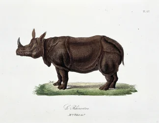 Naturhistorisk skylt: Zoologisk styrelse som representerar Le Rhinoceros - i "" Completes of Buffon"" av naturforskaren Georges Louis Leclerc, greve av Buffon (1707 - 1788). Gravyr från 1837.