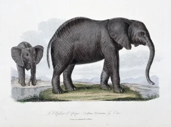 Naturhistorisk skylt: Zoologisk styrelse som representerar den afrikanska elefanten; Elephas Africanus - i "" Completes of Buffon"" av naturforskaren Georges Louis Leclerc, greve av Buffon (1707 - 1788). Gravyr från 1837.