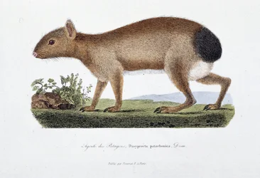 Naturhistorisk skylt: Zoologisk styrelse som representerar Agouti des Patagons, Dasyprocta patachonica - i "" Completely Works of Buffon"" av naturforskaren Georges Louis Leclerc, greve av Buffon (1707 - 1788). Gravyr från 1837.