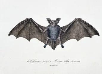 Naturhistorisk skylt: Zoologisk tavla som representerar Bat Murins förlängda vingar - i "" Works complete of Buffon"" av naturforskaren Georges Louis Leclerc, greve av Buffon (1707 - 1788). Gravyr från 1837.