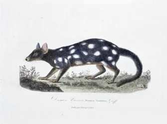 Naturhistorisk skylt: Zoologisk styrelse som representerar Dasyure Viverrin, Dasyurus Viverrinus - i "" Completely Works of Buffon"" av naturforskaren Georges Louis Leclerc, greve av Buffon (1707 - 1788). Gravyr från 1837.