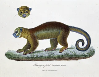 Naturhistorisk skylt: Zoologisk styrelse som representerar Kincajou Potot, Cercoleptes potos - i "" Works complete of Buffon"" av naturforskaren Georges Louis Leclerc, greve av Buffon (1707 - 1788). Gravyr från 1837.