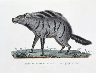 Naturhistorisk skylt: Zoologisk styrelse som representerar Protele de Lalande, Proteles Lalandii - i "" Completely Works of Buffon"" av naturforskaren Georges Louis Leclerc, greve av Buffon (1707 - 1788). Gravyr från 1837.