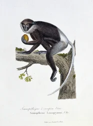 Naturhistorisk skylt: Zoologisk styrelse som representerar White Rump Semnopitheque, Semnopithecus Leucoprymnus, Otto - i "" Completes of Buffon"" av naturforskaren Georges Louis Leclerc, greve av Buffon (1707 - 1788). Gravyr från 1837.