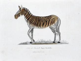 Naturhistorisk skylt: Zoologisk tavla som representerar Zebre of Burchell, Equus Burchellii - i "" Completely Works of Buffon"" av naturforskaren Georges Louis Leclerc, greve av Buffon (1707 - 1788). Gravyr från 1837.