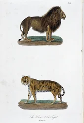 Natural History Plate: Zoologisk tavla som representerar lejonet och tigern - i "" Completes of Buffon"" av naturforskaren Georges Louis Leclerc, greve av Buffon (1707 - 1788). Gravyr från 1837.