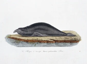 Naturhistorisk skylt: Zoologisk tavla som representerar sälen en trompe, Phoca proboscidea, Peron - i "" Completely Works of Buffon"" av naturforskaren Georges Louis Leclerc, greve av Buffon (1707 - 1788). Gravyr från 1837.