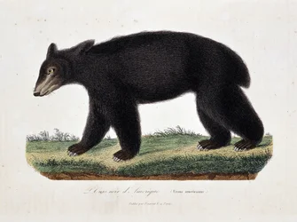 Naturhistorisk plansch: zoologisk karta som avbildar den amerikanska svartbjörnen (Ursus americanus) - i „Buffons verk“ av naturforskaren Georges Louis Leclerc, greve av Buffon (1707 - 1788). Gravyr från 1837.