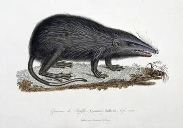 Naturhistorisk skylt: Zoologiskt diagram som visar The Gymnure of Raffles, Gymnura Rafflesii, Lefs, man - i "" Completes of Buffon"" av naturforskaren Georges Louis Leclerc, greve av Buffon (1707 - 1788). Gravyr från 1837.