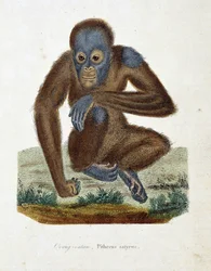 Naturhistorisk skylt: Zoologiskt diagram som visar Orang outan (orang outan, orang outang, orang outang), Pithecus satyrus - i "" Completes of Buffon" av naturforskaren Georges Louis Leclerc, greve av Buffon (1707 - 1788). Gravyr från 1837.