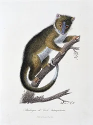 Naturhistorisk skylt: Zoologiskt diagram som visar Phalanger of Cook (Phalangista Cookii) - i "" Works of Buffon" av naturforskaren Georges Louis Leclerc, greve av Buffon (1707 - 1788). Gravyr från 1837.