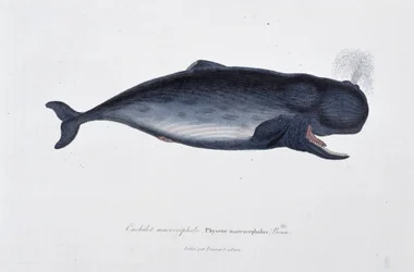 Naturhistorisk skylt: Zoologiskt diagram som visar den makrocefala kaskeloten, Physeter macrocephalus, Bonn - i "" Works of Buffon"" av naturforskaren Georges Louis Leclerc, greve av Buffon (1707 - 1788). Gravyr från 1837.