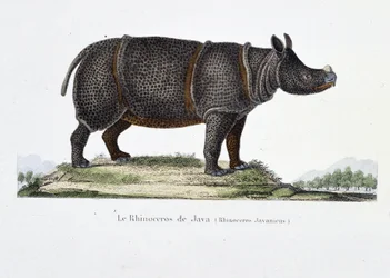Naturhistorisk skylt: Zoologiskt diagram som representerar Javas noshörning (Rhinoceros Javanicus) - i "" Completely Works of Buffon"" av naturforskaren Georges Louis Leclerc, greve av Buffon (1707 - 1788). Gravyr från 1837.