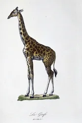 Natural History Plate: Zoologiskt diagram som representerar giraffen - i "" Completes of Buffon"" av naturforskaren Georges Louis Leclerc, greve av Buffon (1707 - 1788). Gravyr från 1837.