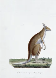 Natural History Plate: Zoologisk skylt som visar röd känguru i "" Completes of Buffon"" av naturforskaren Georges Louis Leclerc, greve av Buffon (1707 - 1788). Gravyr från 1837.