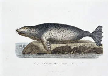 Naturhistorisk tavla: Zoologisk tavla som visar sigillen av Choris, Phoca Chorisii, Lektion - i "" Works of Buffon"" av naturforskaren Georges Louis Leclerc, greve av Buffon (1707 - 1788). Gravyr från 1837.
