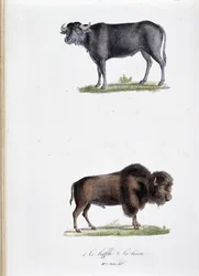 Naturhistorisk styrelse: Zoologisk styrelse som representerar 1. Buffalo och två. Le bison - i "" Works complete of Buffon"" av naturforskaren Georges Louis Leclerc, greve av Buffon (1707 - 1788). Gravyr från 1837.