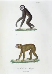Naturhistorisk styrelse: Zoologisk styrelse som representerar 1. Guibbon och 2. Le Magot - i "" Complete Works of Buffon"" av naturforskaren Georges Louis Leclerc, greve av Buffon (1707 - 1788). Gravyr från 1837.