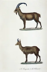 Naturhistorisk styrelse: Zoologisk styrelse som representerar 1. Ibex och 2. Le Chamois - i "" Completes de Buffon"" av naturforskaren Georges Louis Leclerc, greve av Buffon (1707 - 1788). Gravyr från 1837.