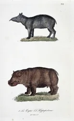 Naturhistorisk styrelse: Zoologisk styrelse som representerar 1. Tapirerna och 2. L