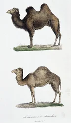 Naturhistorisk styrelse: Zoologisk styrelse som representerar 1. Kamelen och två. Le dromedaire - i "" Works complete of Buffon"" av naturforskaren Georges Louis Leclerc, greve av Buffon (1707 - 1788). Gravyr från 1837.