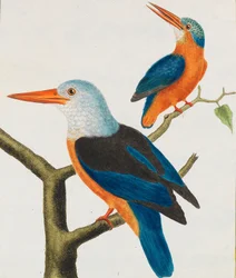 Naturhistoria. Fåglar. Upplysta plåtar, 1766-1782.