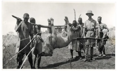 Lejon vid Bahr el Ghazal, Am Dafok, 1925 (silvertryck av gelatin)