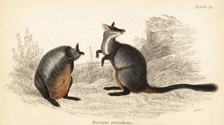 Borstrumpad klippvallaby, Petrogale penicillata, 1841