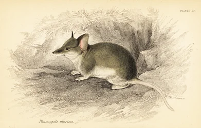 Vanlig dunnart, Sminthopsis murina. ,1841 (gravyr)