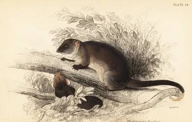 Vanlig ringsvanspungråtta, Pseudocheirus peregrinus, 1841