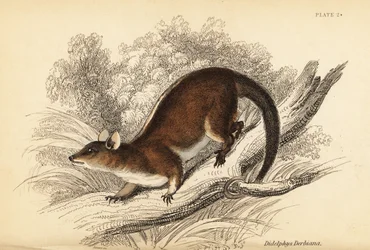 Derbys ulliga opossum, Caluromys derbianus. ,1841 (gravyr)