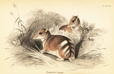 Östlig bommad bandicoot, Perameles gunnii., 1841 (gravyr)