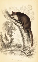 Feathertail glider, Acrobates pygmaeus. ,1841 (gravyr)