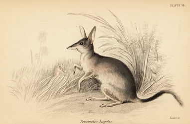 Större bilby, Macrotis lagotis. Utrotningshotad. ,1841 (gravyr)