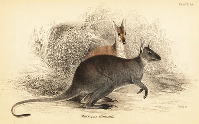 Rödhalsad wallaby, Macropus rufogriseus. ,1841 (gravyr)