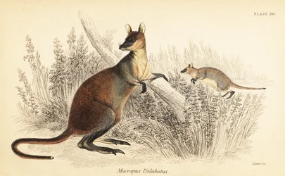 Swamp wallaby, Wallabia bicolor. ,1841 (gravyr)