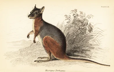 Tammar wallaby, Macropus eugenii., 1841 (gravyr)