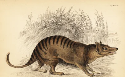 Tasmansk tiger, Thylacinus cynocephalus. Utdöd. ,1841 (gravyr)