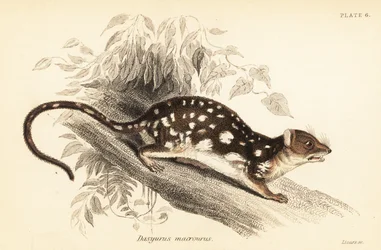 Tiger quoll, Dasyurus maculatus., 1841 (gravyr)