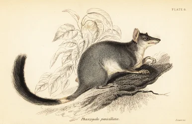 Tuan eller vanlig wambenger, Phascogale tapoatafa. ,1841 (gravyr)