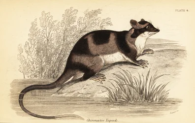Vattenopossum eller yapok, Chironectes minimus. ,1841 (gravyr)