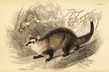 Vitörad opossum, Didelphis albiventris. ,1841 (gravyr)