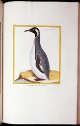 En pingvin, Falklandsöarna, från "Fåglarnas naturhistoria", 1770-86